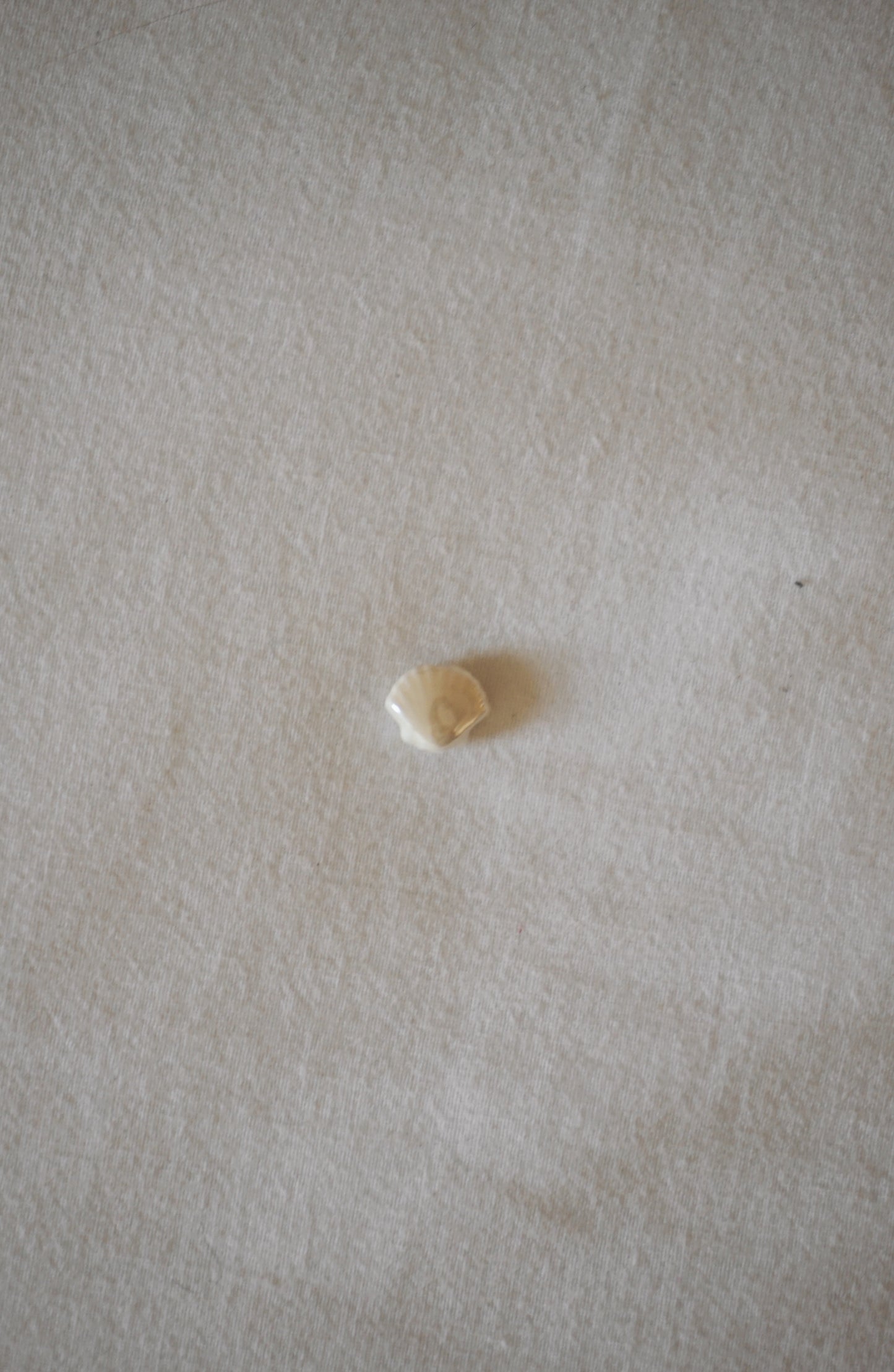 Charm coquillage nacré